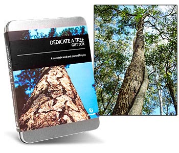 dedicate a tree gift box dedicate a tree gift box